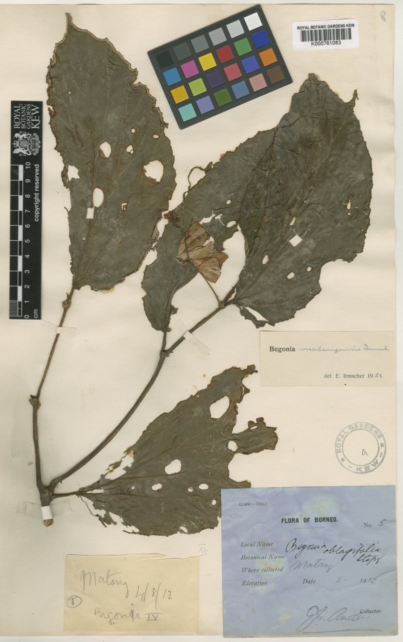 B. matangensis